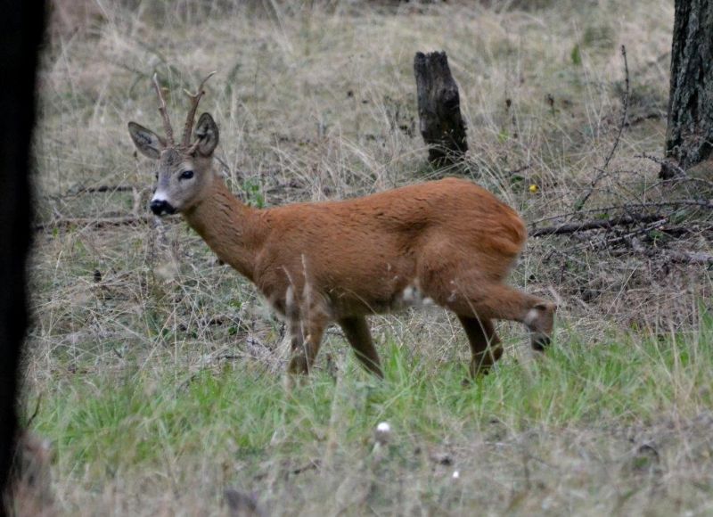 capriolo maschio ... senza paura!